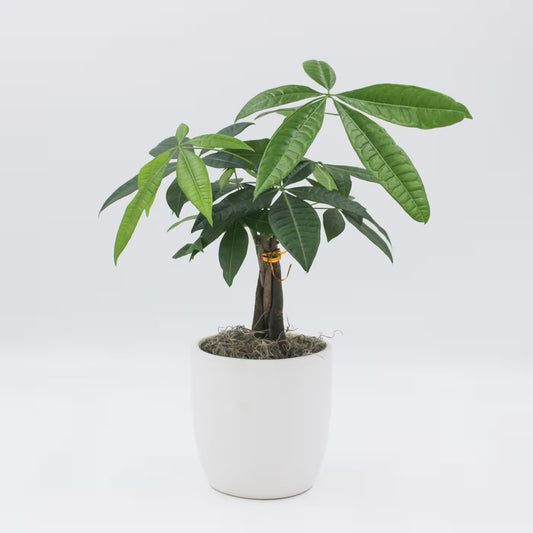 Money Tree